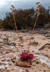 Close-up of red succulent with seed heads, Fort Nature Reserve, Uniondale, Western Cape.
