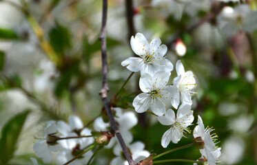 blooming cherry tree with white flowers close up