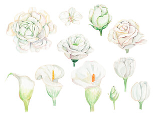 Watercolor white flowers set. White roses, eustoma, calla, tulips. Botanical illustration. Wedding flowers isolated on white background
