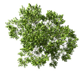Aerial view green trees canopy landscape on transparent backgrounds 3d render png file