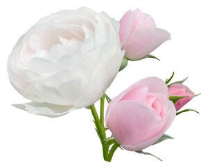 Delicate pink roses isolated on white background - 732664453