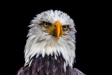 Bald Eagle Portrait