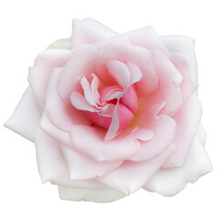 Fresh beautiful pink rose isolated on a white background. Detail for creating a collage - 732665830