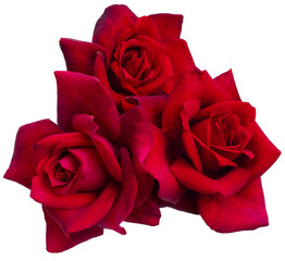 Beautiful bouquet of red roses arrangement isolated on white background. Detail for creating a collage