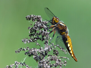 Ważka na zielonym tle. © Edward