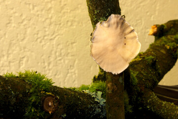 Turkey Mushroom Plate 03