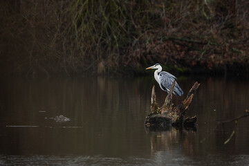 grey heron (Ardea cinerea) ready for the hunt