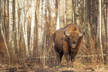 The European bison (Bison bonasus) or the European wood bison herd by the forest male