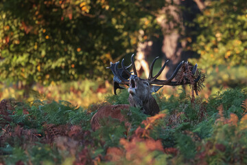 Richmond park, the red deer (Cervus elaphus) trumpets during the rut