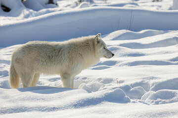 Naklejka premium male Arctic wolf (Canis lupus arctos) waiting for the pack