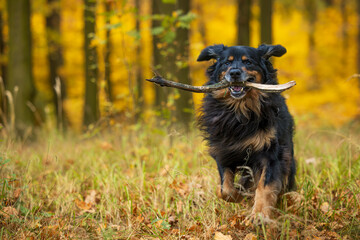 black and gold Hovie dog hovawart lucky carries a stick