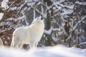male Arctic wolf (Canis lupus arctos) howls during snowfall with the rays of the sun