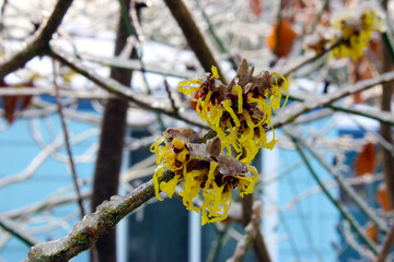 Witch Hazel Blossom on Ice 04