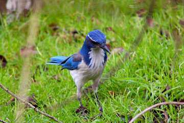 Blue Jay in Grass 04