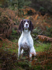 Springer Spaniels in the Forest