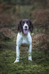 Springer Spaniels in the Forest