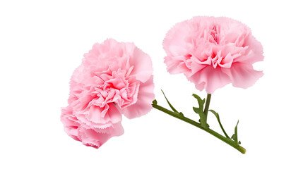 Pink carnation flower isolated on white background.