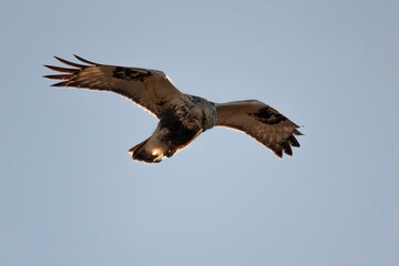 marsh harrier in flight over sky background - 732677801