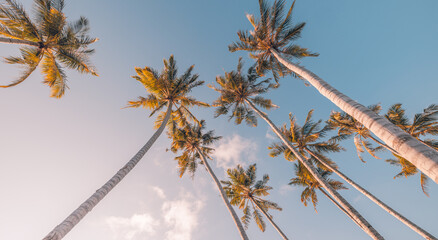 Best tourism vacation design, palm trees under soft sunset sunlight. Panoramic nature background, happy summer spring travel landscape. Bright pastel colors, artistic natural colors relax tranquil sky