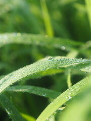 rice farm green background drop and light blur style background sweet 