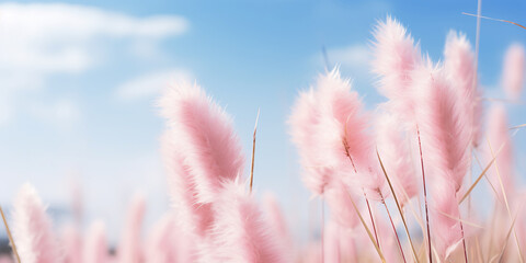 Beautiful soft wild grass in nature in spring summer. Shallow depth of field.