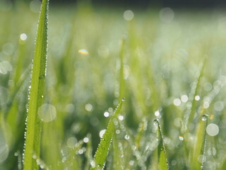 rice farm green background drop and light blur style background sweet 