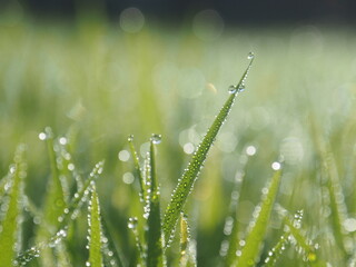 rice farm green background drop and light blur style background sweet 
