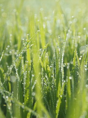 rice farm green background drop and light blur style background sweet 