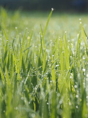 rice farm green background drop and light blur style background sweet 