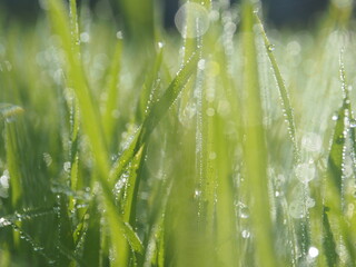 rice farm green background drop and light blur style background sweet 