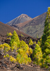 Spanien, Kanarische Inseln, Teneriffa, Pico del Teide, Nationalpark, Vulkan , Föhren, Lava