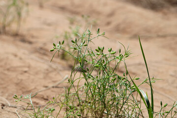 cumin (zira) on a farm in Gujarat India,Cumin cultivation and plants,most popular cumin seeds plant in indian farm or garden,carvi