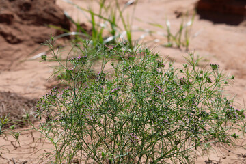 cumin (zira) on a farm in Gujarat India,Cumin cultivation and plants,most popular cumin seeds plant in indian farm or garden,carvi