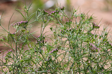 cumin (zira) on a farm in Gujarat India,Cumin cultivation and plants,most popular cumin seeds plant in indian farm or garden,carvi