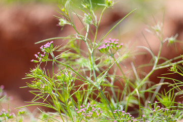 cumin (zira) on a farm in Gujarat India,Cumin cultivation and plants,most popular cumin seeds plant in indian farm or garden,carvi