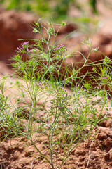 cumin (zira) on a farm in Gujarat India,Cumin cultivation and plants,most popular cumin seeds plant in indian farm or garden,carvi