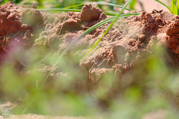 Most popular cumin seeds plant in indian farm or garden,unripped cumin crop dry plants,The most widely used spice is cumin or plant,Carum or Caraway and carvi