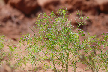 Most popular cumin seeds plant in indian farm or garden,unripped cumin crop dry plants,The most widely used spice is cumin or plant,Carum or Caraway and carvi