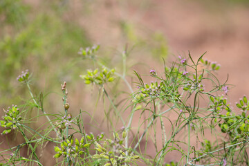 Most popular cumin seeds plant in indian farm or garden,unripped cumin crop dry plants,The most widely used spice is cumin or plant,Carum or Caraway and carvi