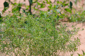 Most popular cumin seeds plant in indian farm or garden,unripped cumin crop dry plants,The most widely used spice is cumin or plant,Carum or Caraway and carvi