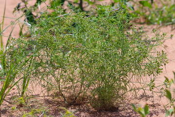 Most popular cumin seeds plant in indian farm or garden,unripped cumin crop dry plants,The most widely used spice is cumin or plant,Carum or Caraway and carvi