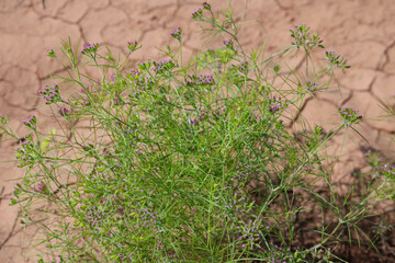 Most popular cumin seeds plant in indian farm or garden,unripped cumin crop dry plants,The most widely used spice is cumin or plant,Carum or Caraway and carvi
