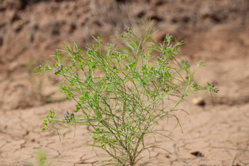 Most popular cumin seeds plant in indian farm or garden,unripped cumin crop dry plants,The most widely used spice is cumin or plant,Carum or Caraway and carvi