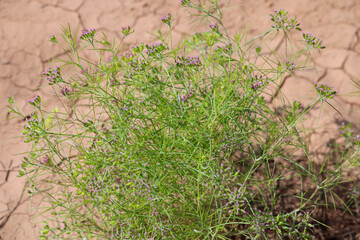 Most popular cumin seeds plant in indian farm or garden,unripped cumin crop dry plants,The most widely used spice is cumin or plant,Carum or Caraway and carvi