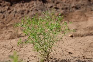Most popular cumin seeds plant in indian farm or garden,unripped cumin crop dry plants,The most widely used spice is cumin or plant,Carum or Caraway and carvi