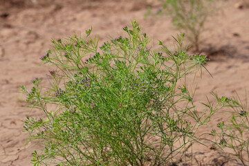 Most popular cumin seeds plant in indian farm or garden,unripped cumin crop dry plants,The most widely used spice is cumin or plant,Carum or Caraway and carvi