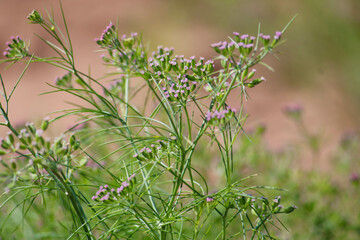 Most popular cumin seeds plant in indian farm or garden,unripped cumin crop dry plants,The most widely used spice is cumin or plant,Carum or Caraway and carvi
