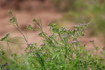Most popular cumin seeds plant in indian farm or garden,unripped cumin crop dry plants,The most widely used spice is cumin or plant,Carum or Caraway and carvi