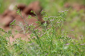 Most popular cumin seeds plant in indian farm or garden,unripped cumin crop dry plants,The most widely used spice is cumin or plant,Carum or Caraway and carvi