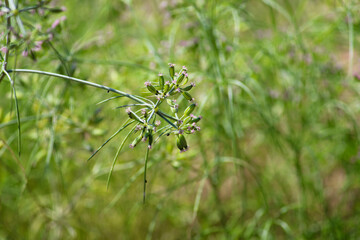 Most popular cumin seeds plant in indian farm or garden,unripped cumin crop dry plants,The most widely used spice is cumin or plant,Carum or Caraway and carvi